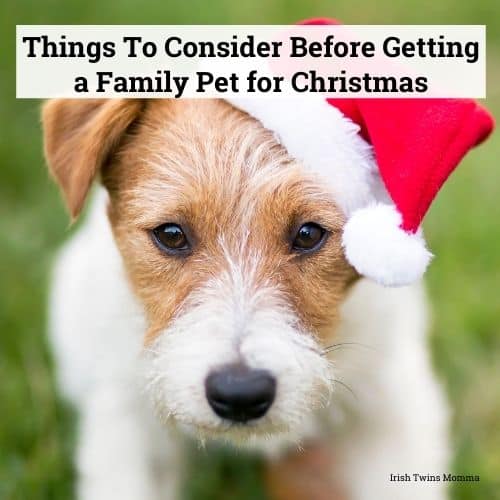 Things To Consider Before Getting a Family Pet for Christmas